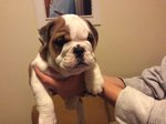 Cuccioli Bulldog Inglese