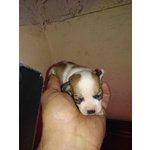 Disponibili 2 Cuccioli Chihuahua Femmine