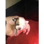 Disponibili 2 Cuccioli Chihuahua Femmine - Foto n. 2