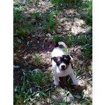 Cuccioli di jack Russel 3