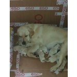 Cuccioli Labrador Retriever Miele - Foto n. 2