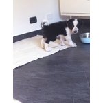 Cuccioli Border Collie - Foto n. 2