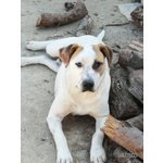 Walter. un dogo Argentino Meraviglioso. di buon Carattere e di Compagnia.. che Aspettate a Chiamare? - Foto n. 1