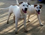 Walter. un dogo Argentino Meraviglioso. di buon Carattere e di Compagnia.. che Aspettate a Chiamare? - Foto n. 2