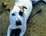 Walter. un dogo Argentino Meraviglioso. di buon Carattere e di Compagnia.. che Aspettate a Chiamare? - Foto n. 5