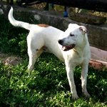 Mi Chiamo Cocco. mix dogo Argentino.. Bellissimo e con Carattere Speciale. un Mito. da Guardare!!