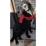 Black non può Essere uno dei Tanti cani neri del Canileadottabile in Tutta Italia! - Foto n. 1