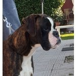 Cucciolo di Boxer Disponibile con Pedigree Enci