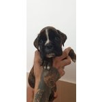 Disponibili Cuccioli di Boxer alta Genealogia - Foto n. 1