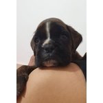 Disponibili Cuccioli di Boxer alta Genealogia - Foto n. 2