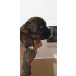 Disponibili Cuccioli di Boxer alta Genealogia - Foto n. 4