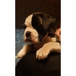 Disponibili Cuccioli di Boxer alta Genealogia - Foto n. 7