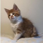 Cuccioli di Maine coon Disponibili - Foto n. 1