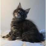 Cuccioli di Maine coon Disponibili - Foto n. 3