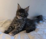 Cuccioli di Maine coon Disponibili - Foto n. 4