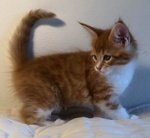 Cuccioli di Maine coon Disponibili - Foto n. 5