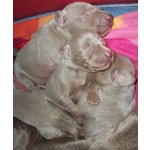 Cuccioli- Weimaraner