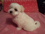 Cucciolo Maltese Maschio - Foto n. 2