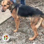 Gaia Cerca la sua Famiglia per Sempre