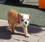 Femmina di Bulldog Inglese