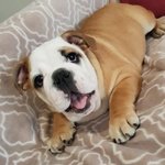 Femmina di Bulldog Inglese - Foto n. 2