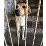 Non Lasciamo Perla in Canile