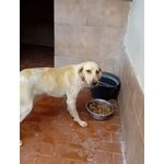 Saretta mx Segugio