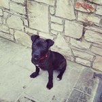 Dana mix Pitbull Aspetta la sua Famiglia