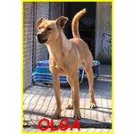 Olga Simil Pinscherina 2 anni con un Passato Tremendo ha Bisogno di una Casa