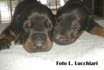 Dobermann Cuccioli di Altissima Genealogia - Foto n. 2