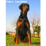 Dobermann Cuccioli di Altissima Genealogia - Foto n. 4