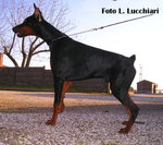 Dobermann Cuccioli di Altissima Genealogia - Foto n. 6