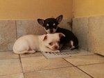 Cuccioli Femmina Chihuahua Disponibili
