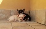 Cuccioli Femmina Chihuahua Disponibili - Foto n. 2