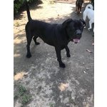 Malena, Giovane cane Corso - Foto n. 2