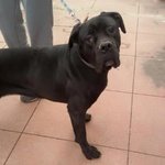 Malena, Giovane cane Corso