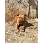 Kali, Dolcissima Pitbull