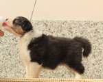 Cucciolo Australian Shepherd - Pastore Australiano Tricolorenero - Foto n. 1