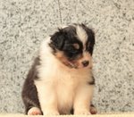 Cucciolo Australian Shepherd - Pastore Australiano Tricolorenero - Foto n. 2