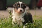 Cucciolo Australian Shepherd - Pastore Australiano Tricolorenero - Foto n. 3