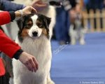 Cucciolo Australian Shepherd - Pastore Australiano Tricolorenero - Foto n. 5