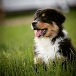 Australian Shepherd