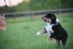 Australian Shepherd - Foto n. 4