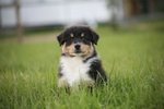 Australian Shepherd - Foto n. 5