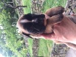 Bellissimi Cuccioli Boxer - Foto n. 3