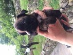 Bellissimi Cuccioli Boxer - Foto n. 4