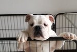 Cucciolo Bulldog Inglese - Foto n. 3