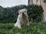 Cucciolo Bulldog Inglese - Foto n. 5