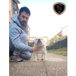 Cucciolo Bulldog Inglese - Foto n. 6