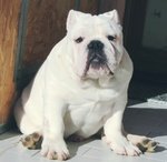 Cucciolo Bulldog Inglese - Foto n. 1